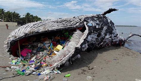 Sperm Whale Stuffed with 64 Pounds of Plastic Washes Up Dead In Spain ...