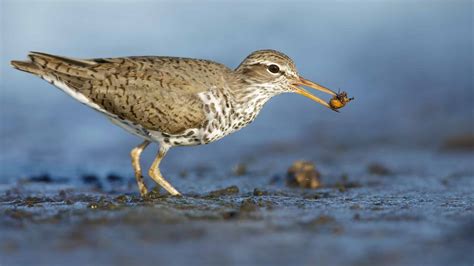 Discover 11 Shorebirds: A Guide Birds At the Beach