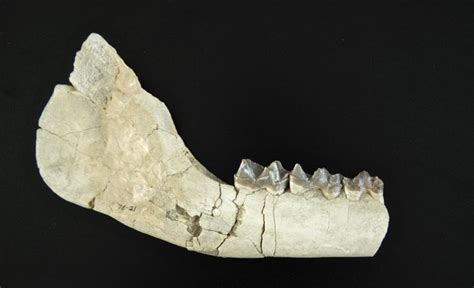 Fossil Early Rhinoceros - near-complete Mandible - Subhyracodon ...