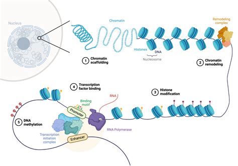 23. Single-cell ATAC sequencing — Single-cell best practices