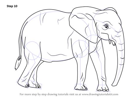 Learn How to Draw an African Elephant (Wild Animals) Step by Step : Drawing Tutorials | Animals ...