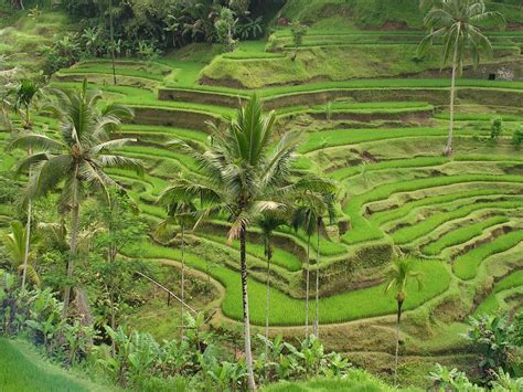 Cultural Landscape of Bali Province | Traveling Tour Guide