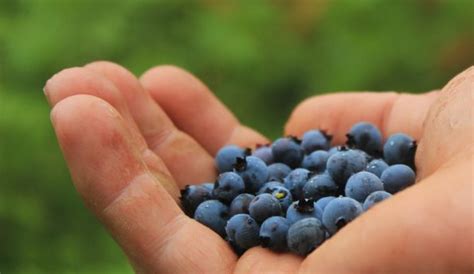 Blueberry Farm – Visit Upshur County