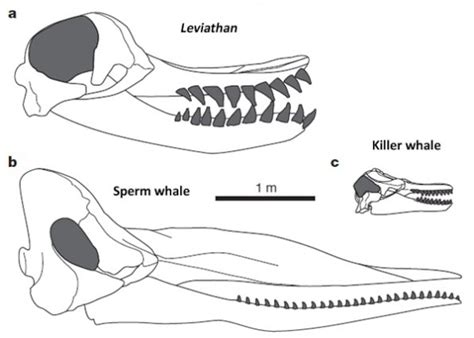 Livyatan Melvillei Teeth