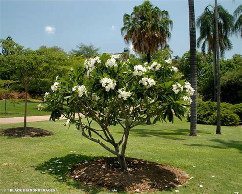 Plumeria obtusa - White Plumeria | Flickr - Photo Sharing!