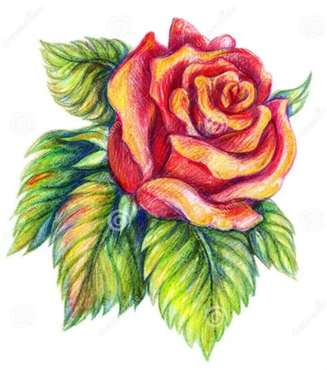 35 Beautiful Flower Drawings and Realistic Color Pencil Drawings – World of Arts