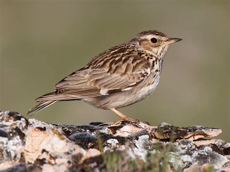 Wood Lark - eBird