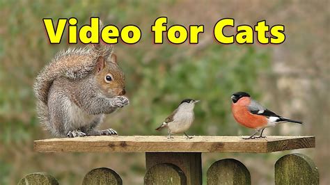 Videos for Cats - Cute Birds and Squirrel Fun - YouTube