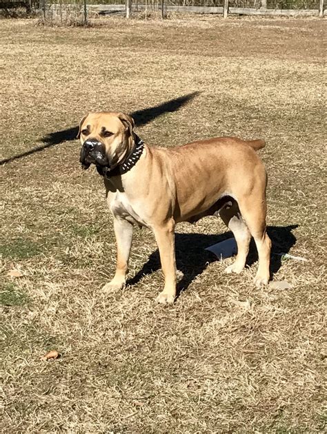 Boerboel Puppies For Sale | Chesapeake, VA #183220