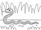 Snakes coloring Pages  Free Coloring sketch template
