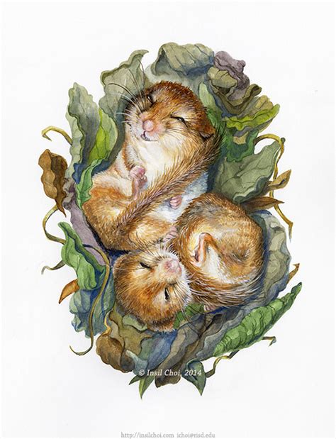 Hibernation : Dormouse on Behance