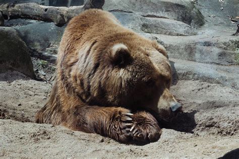 How Long Do Bears Hibernate? | Yellowstone Bear World