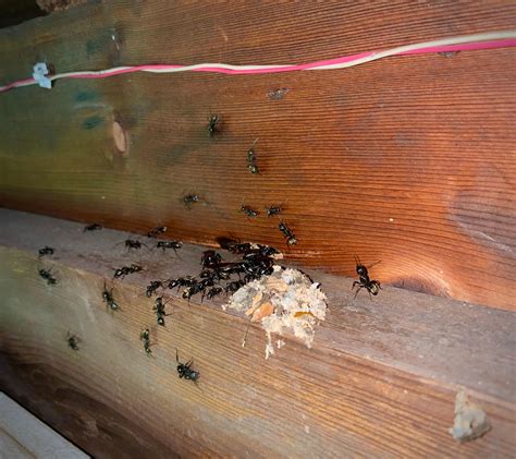 Uptick In Carpenter Ant Activity In Maine Caused By Prime Conditions