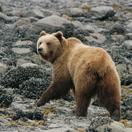 Bears at Glacier Bay - Glacier Bay National Park & Preserve (U.S. National Park Service)