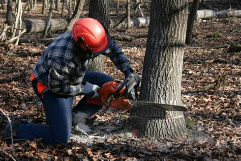 Selling Trees on Your Land for Lumber | ThriftyFun