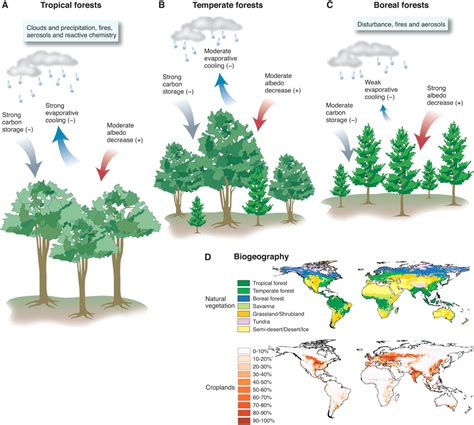 Forests and Climate Change: Forcings, Feedbacks, and the Climate ...