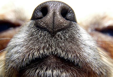 Nasal Solar Dermatitis In Dogs Symptoms, Causes, Diagnosis, Treatment, Recovery, Management ...