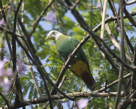 Black-naped Fruit-Dove (Ptilinopus melanospilus) | Black-nap… | Flickr