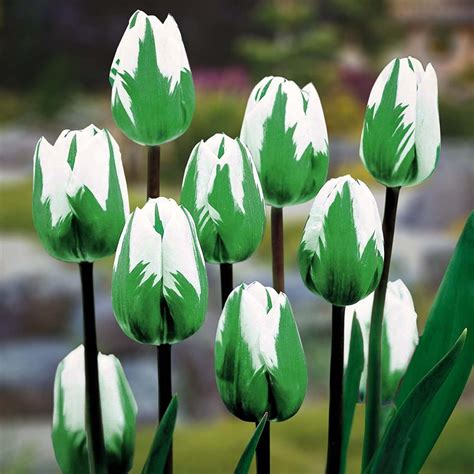 10 Prechilled “Spring Green” Rembrandt Tulip Bulbs – 10 Bulbs to Grow – Ships from Iowa, USA ...