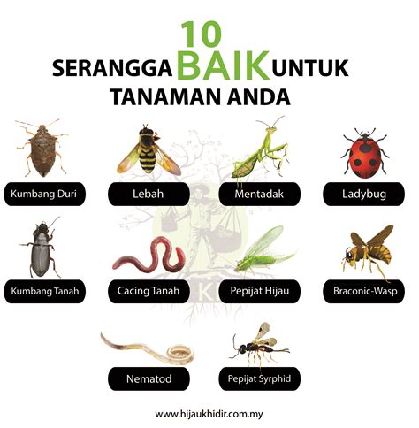 Tak Semua Serangga Jahat, 10 Serangga Baik Untuk Kebun - Hijau Khidir