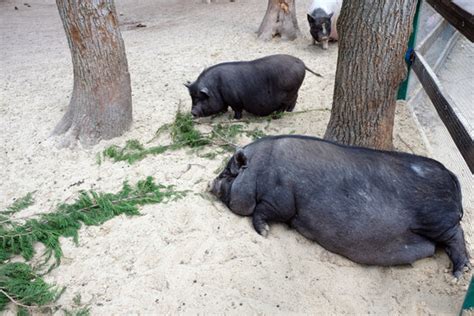 "Two Pigs" Images – Browse 40 Stock Photos, Vectors, and Video | Adobe Stock