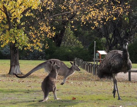 Emu and Kangaroos living together Australian Wildlife, Long Trips, Kangaroos, Emu, Some Pictures ...