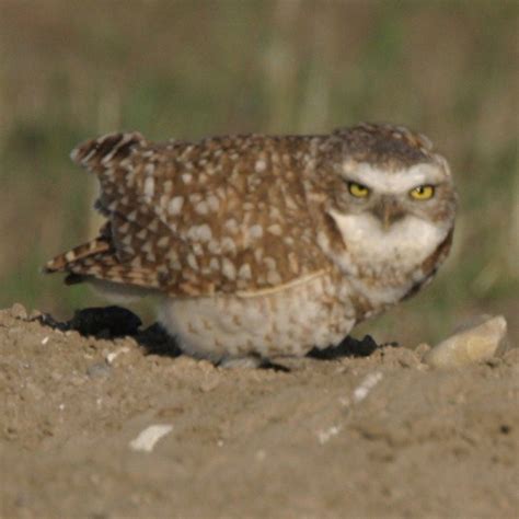 Badlands National Park Wildlife | Badlands Natural History Association