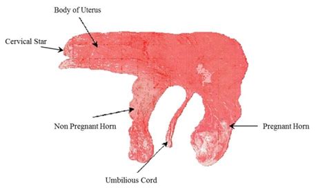 Examining the mare’s placenta and keeping foaling records | ontario.ca