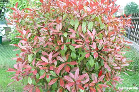 Photinia Little Red Robin Planting Instructions