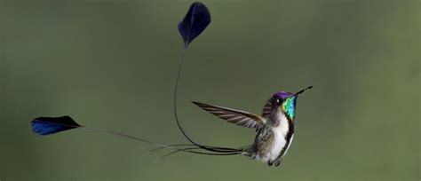 Marvelous Spatuletail - American Bird Conservancy