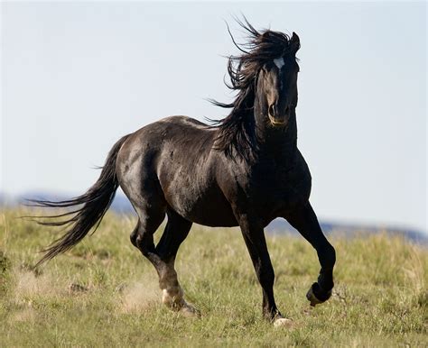 Carol Walker black wild horse, stallion, at McCullough Peaks, Cody, WY ...