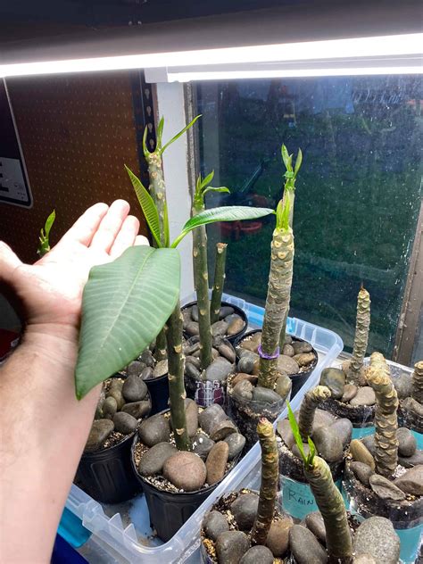 How to Plant Plumeria Cuttings? - Plants Craze