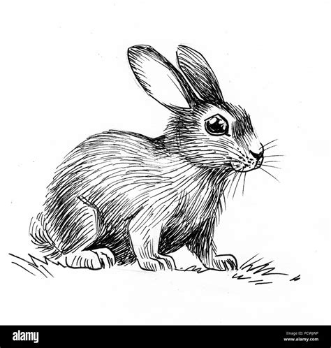 Cute rabbit illustration. Ink black and white illustration Stock Photo ...