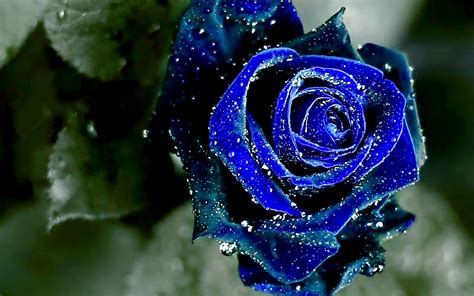 Blue Rose Wallpaper HD