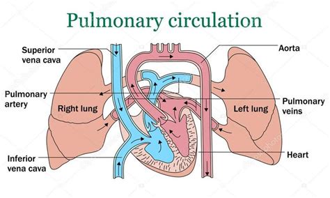 Pin on Anatomy of the respiratory system