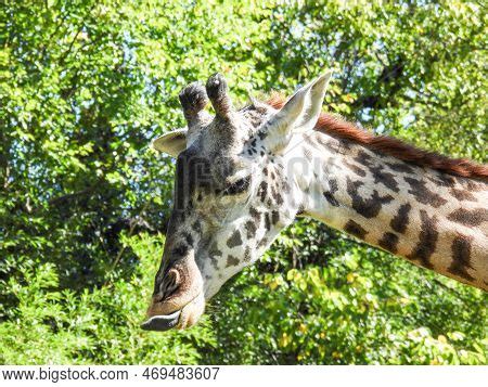 Giraffe Long Tongue Image & Photo (Free Trial) | Bigstock