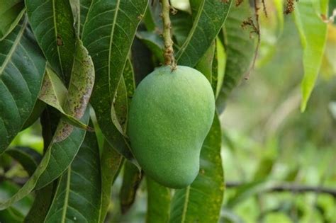 Manfaat Buah Mangga Untuk Kesehatan | Manfaat Dan Khasiat Aneka Tumbuhan Alami