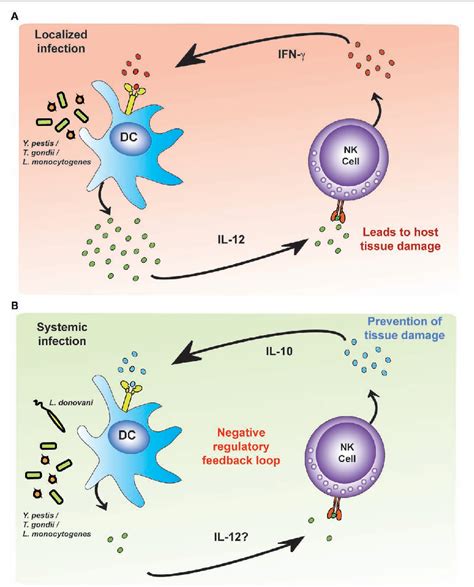 Figure 4 from Activation of Natural Killer Cells during Microbial Infections | Semantic Scholar