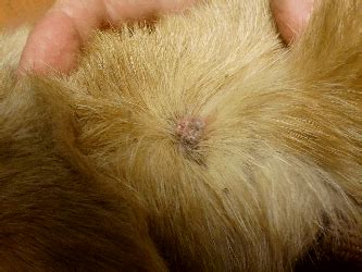 Dog Sebaceous Cyst Removal