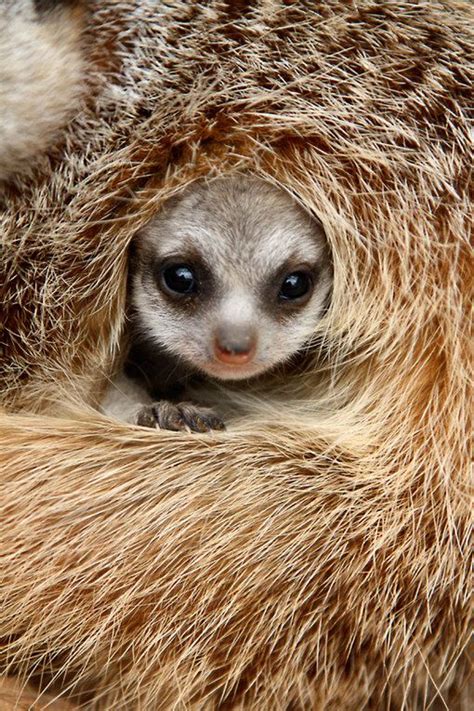 Oh so cozy and warm: A meerkat pup makes itself comfortable.. Cute baby ...