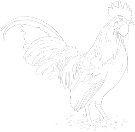 Rooster Line Drawing at PaintingValley.com | Explore collection of ...