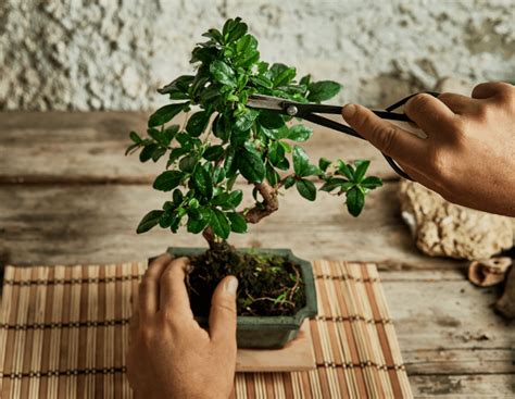 Pruning Bonsai - How To Prune Your Bonsai | Bonsai2U