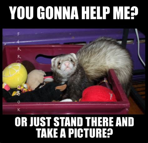 Pin on Funny Ferrets