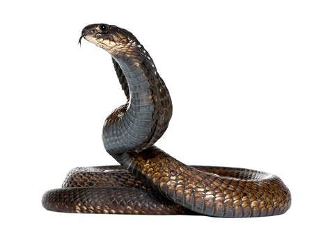 Dangerous Black Snake PNG Image - PurePNG | Free transparent CC0 PNG ...