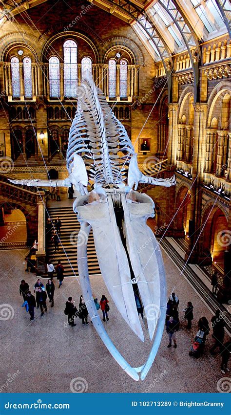 Sperm Whale Skeleton at National History Museum in London Editorial Stock Image - Image of ...