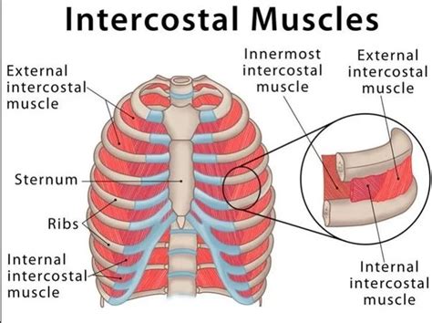 Intercostal muscles - Origin, Insertion, Function, Exercise