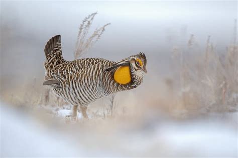 Greater Prairie-chicken | Focusing on Wildlife