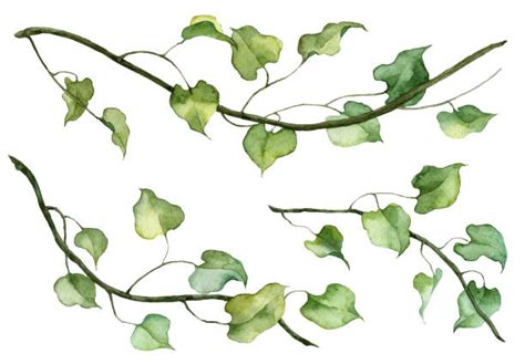 Ivy Vines Drawing Illustrations, Royalty-Free Vector Graphics & Clip Art - iStock