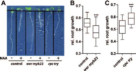 Differential auxin effect on root growth in epidermal patterning... | Download Scientific Diagram