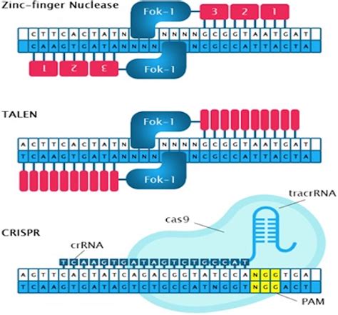 ZFN, TALEN and CRISPR Genome editing approaches [34] | Download Scientific Diagram